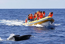 Whalewatching vor Sao Miguel